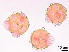 hydrated pollen,sperm cells,generative cell