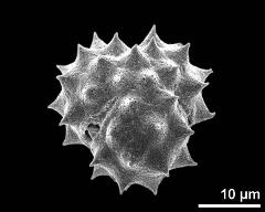 polar view (dry pollen grain)