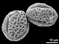 dry pollen grains