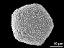 polar view (5-colpate grain)