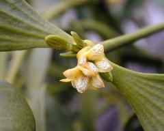 male flowers