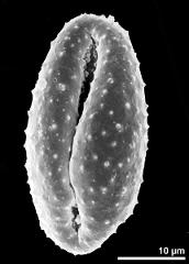 dry pollen grain in equatorial view