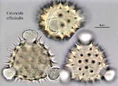 hydrated pollen