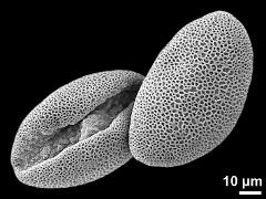 dry pollen grains