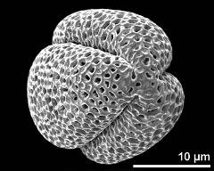 polar view (dry pollen grain)