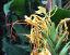 flowers of Hedychium gardnerianum