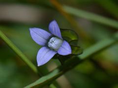 flower(s)