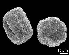 dry pollen grains