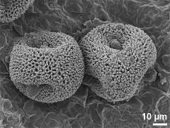 dry pollen