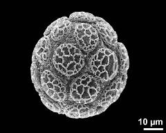 hydrated pollen grain