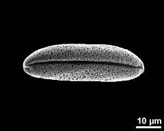 dry pollen grain in polar view (distal)