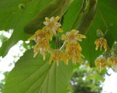 flowers of Tilia tomentosa