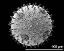 hydrated pollen grain