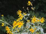 inflorescence(s)