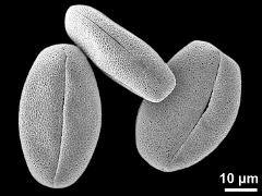 dry pollen grains