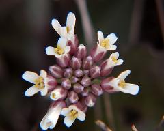 flowers of Aethionema saxatile ssp. scopulorum