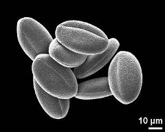 dry pollen grains