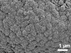 equatorial view,exine surface,acetolyzed pollen