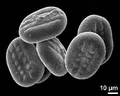 dry pollen grains