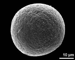 hydrated pollen grain