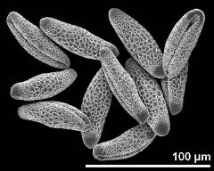 dry pollen grains