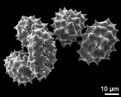 dry pollen grains