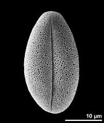 dry pollen grain