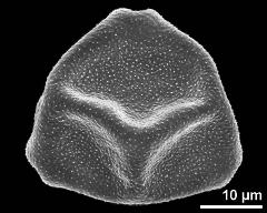 dry pollen grain in polar view