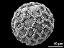 hydrated pollen grain