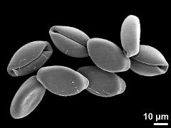 dry pollen grains