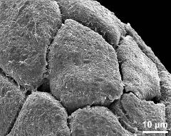 hydrated tetrads (in massula)