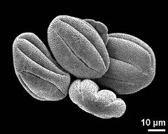 dry pollen grains