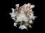 inflorescence of Callisia fragans