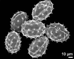 dry pollen grains