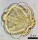 acetolyzed pollen,oblique polar view