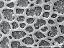 exine surface