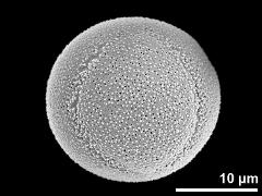 hydrated pollen grain