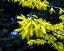 flowers of Forsythia x intermedia