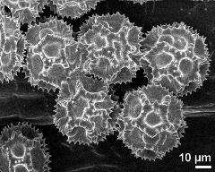 dry pollen grains