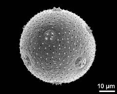 hydrated pollen grain