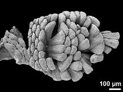 pollinium