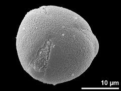 oblique polar view