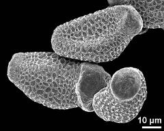 dry pollen grains