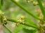 flowers of Rumex obtusifolius