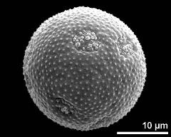 hydrated pollen grain