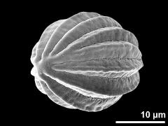 hydrated pollen grain