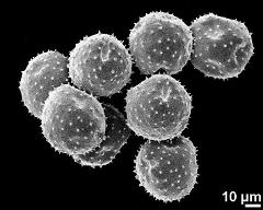 dry pollen grains