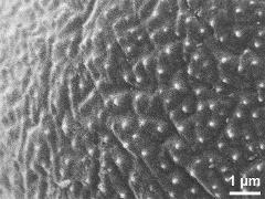 exine surface
