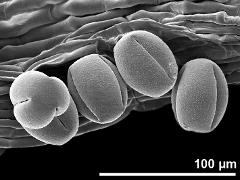 dry pollen grains