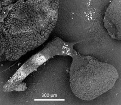dry pollen